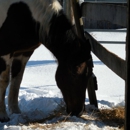 Whip-o-Will Stables - Pony Rides