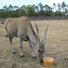 Lion Country Safari