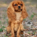 World Class Cavalier King Charles Breeder - Pet Breeders