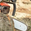 Jefferies Tree Services - Tree Service