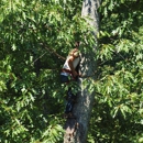 Hayden's tree service - Tree Service