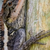 Cassan Wildlife gallery