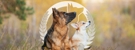 Dog Training Elite San Antonio - Pet Training