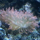 Bluewater Reef Aquatics