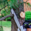 Colorado Tree Arborist gallery