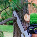 Colorado Tree Arborist - Tree Service