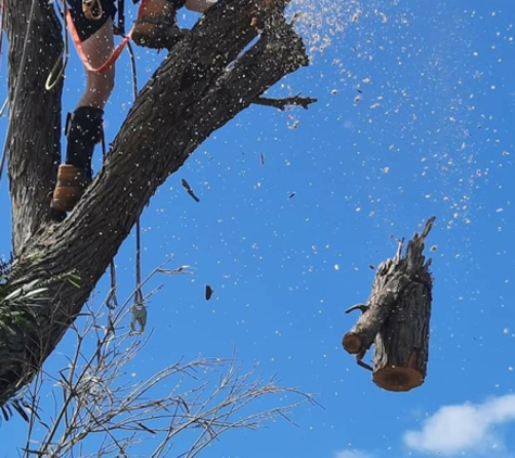 Cape Tree Service Albany, Little Grove and Bayonet Head - Albany, WA