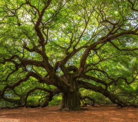 Kats Tree Service - Sorrento, FL