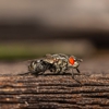 Ladybug Pest Control gallery