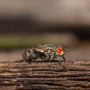 Leveretts Pest Control - Pest Control Equipment & Supplies