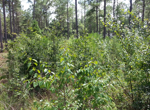 Jones Land Clearing - Moultrie, GA