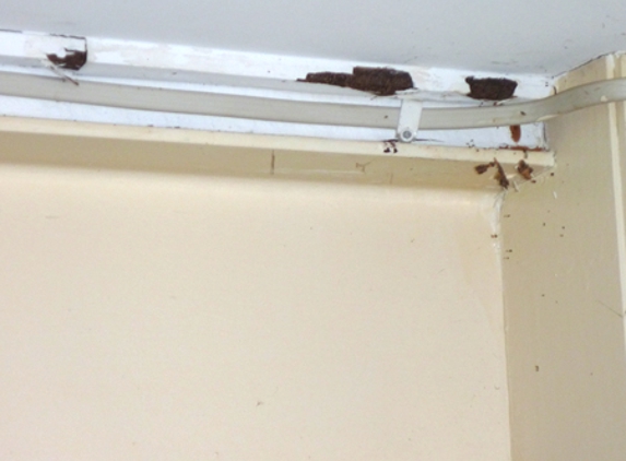 Cure-All White Ant Man. Termite workings
