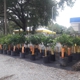 Citrus Park Landscape Nursery