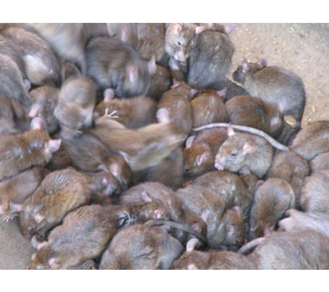 Eastlakes Pest Control - Marks Point, NSW