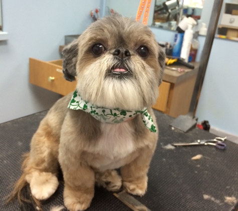 Canine Beach Grooming - Oakland Park, FL