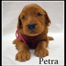 4E Kennels - Pet Boarding & Kennels