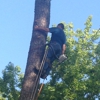 E-Z Tree Care gallery