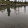 Milwaukie Riverfront Park gallery