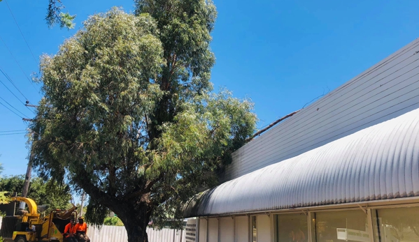 Arbortec Tree Service - Dubbo, NSW. Storm Damaged Trees