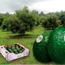 All Seasons Produce - Fruits & Vegetables-Wholesale