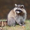 Northern Wildlife Control gallery