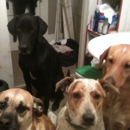 Waggin Tails Natural Homemade Dog Biscuits