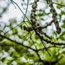 Native Tree Service - Tree Service