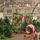 SoHo Trees: New York City Christmas Trees
