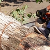 Whitney Tree Care Corp gallery