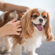 Gallery Image Number 5