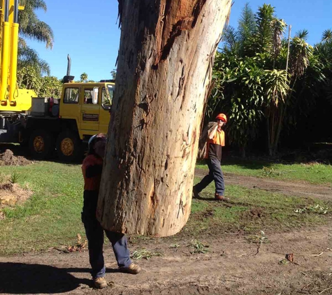 Steve's Tree Cutting - Wurtulla, QLD