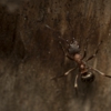 R.A.T.S. Professional Pest Control gallery