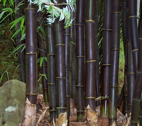 The Peace Of Bamboo