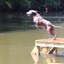 Southern Made Retrievers - Pet Training