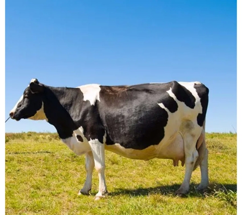 Port Augusta Veterinary Services - Port Augusta, SA