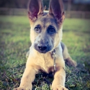 Pro Dog Academy - Pet Training