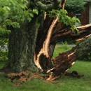 Brothers in Arms Tree Services - Tree Service