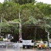 Big Island Tree Service Inc gallery