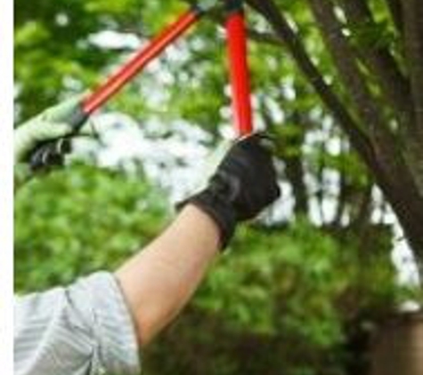 Old Village Tree Service - Great Neck, NY