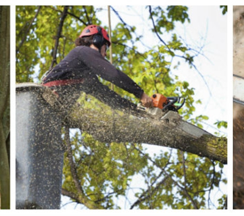 Zamor's Tree Expert - Birmingham, AL