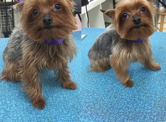 Curls & pups mobile dog grooming - Sunrise, FL