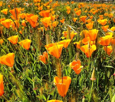 Webb Ranch - Portola Valley, CA