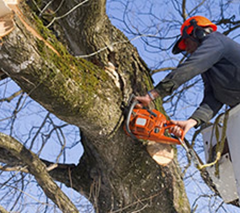 Potter's Tree Service - New Berlin, WI. Tree Service