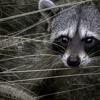 Integrity Wildlife Removal gallery