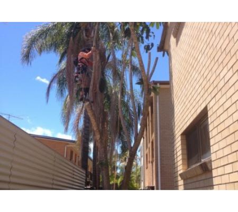 T & M Tree Services - Buccan, QLD