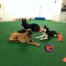 Rush K9 Doral - Dog Training