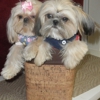 Victorian Dynasty Shih Tzu gallery