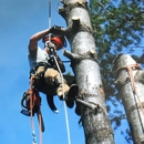 Tall Timbers Tree Service - Stump Removal & Grinding