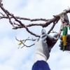 G.C. and Son Tree Service gallery
