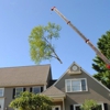 Phoenixville Tree Service gallery